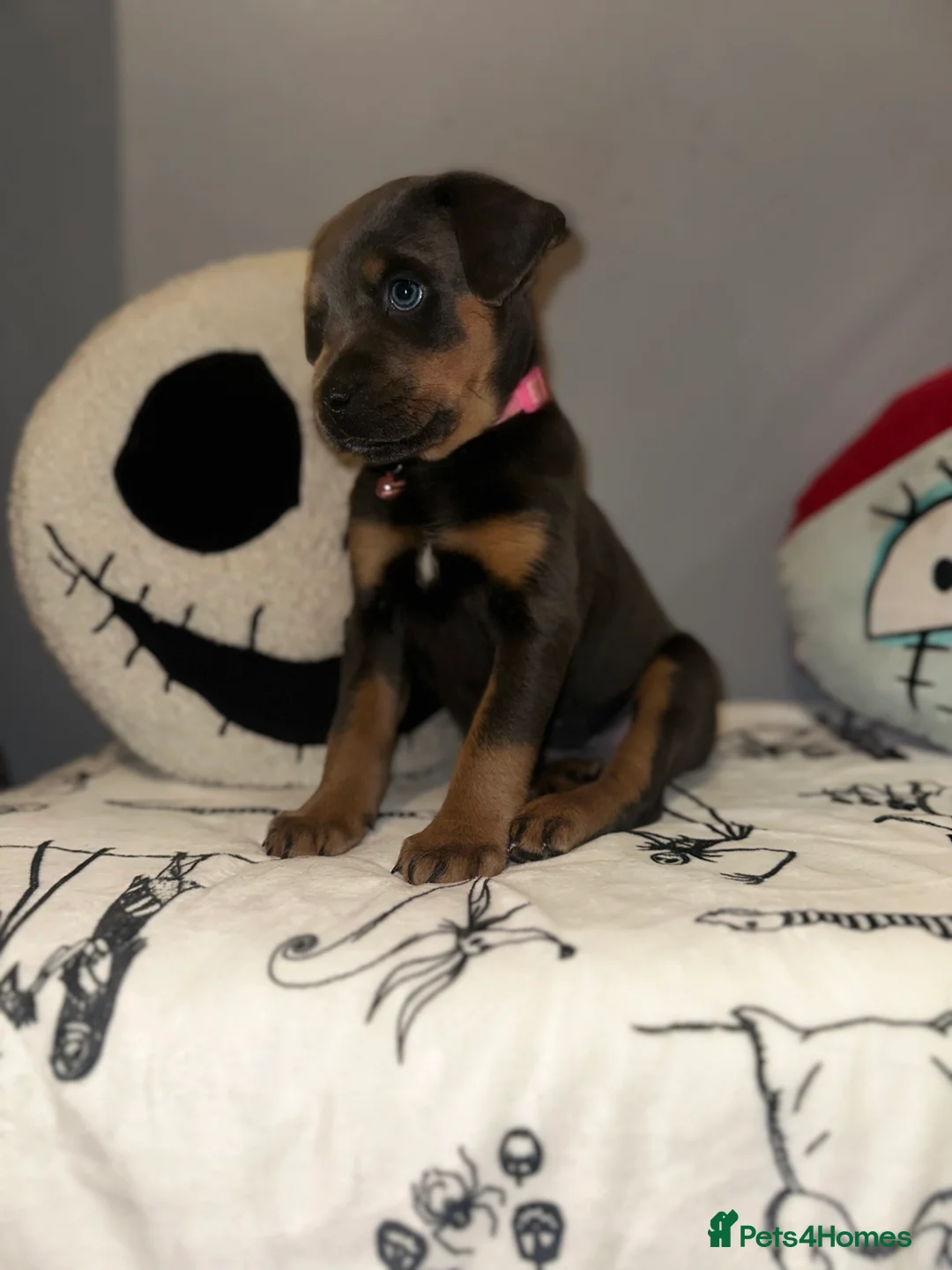 Mixed Breed dogs for sale: 10 Rottweiler cross Doberman pups - Advert 10