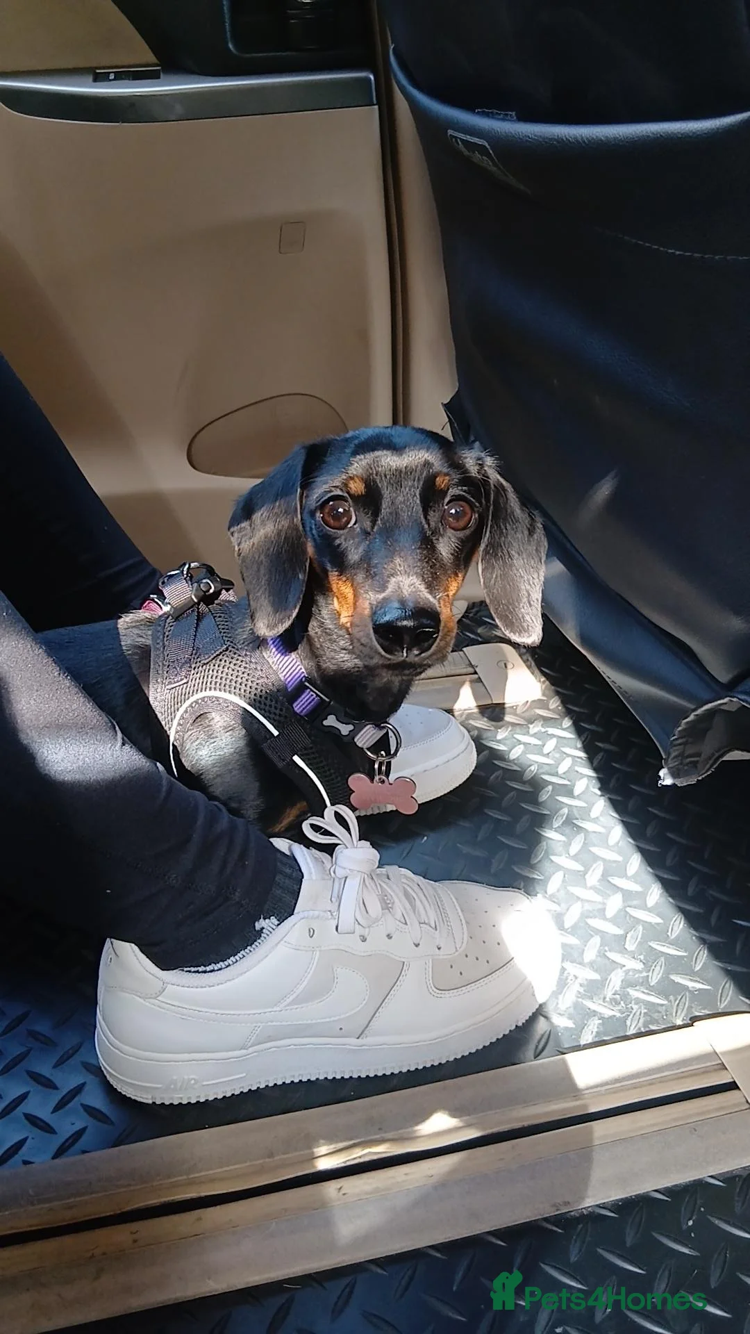 Dachshund dogs for sale: Angel  in Wolverhampton - Advert 2