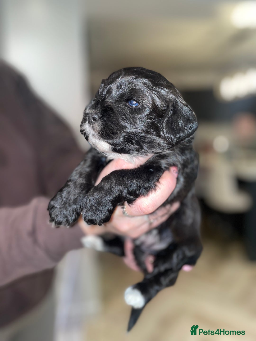 Mixed Breed dogs for sale: Shihpoo x Cockapoo Puppies 🐶  - Advert 5