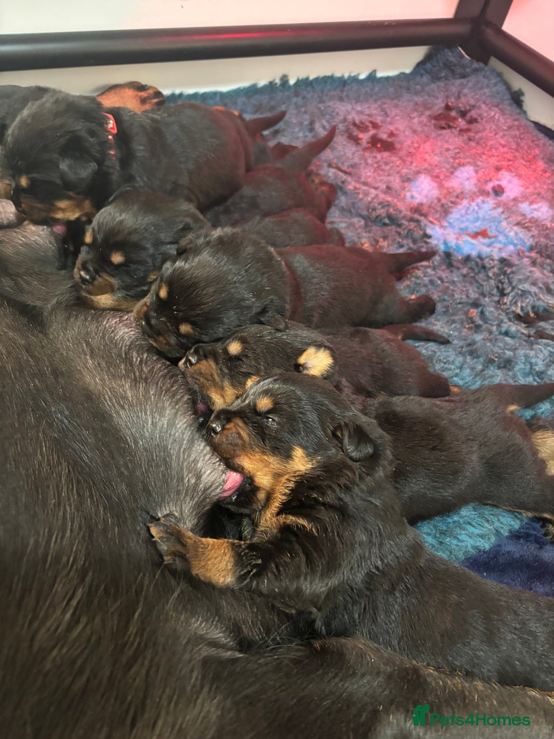 Rottweiler dogs for sale: Rottweiler Puppies  - Advert 10