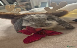 French Lop rabbits for sale: Long-Haired Pedigree French Lop GIANTS Elite Giant - Advert 5