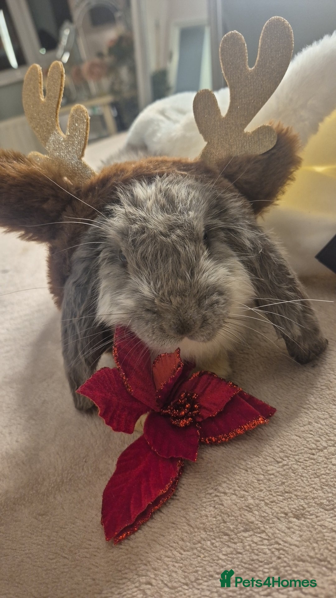 French Lop rabbits for sale: Long-Haired Pedigree French Lop GIANTS Elite Giant - Advert 5