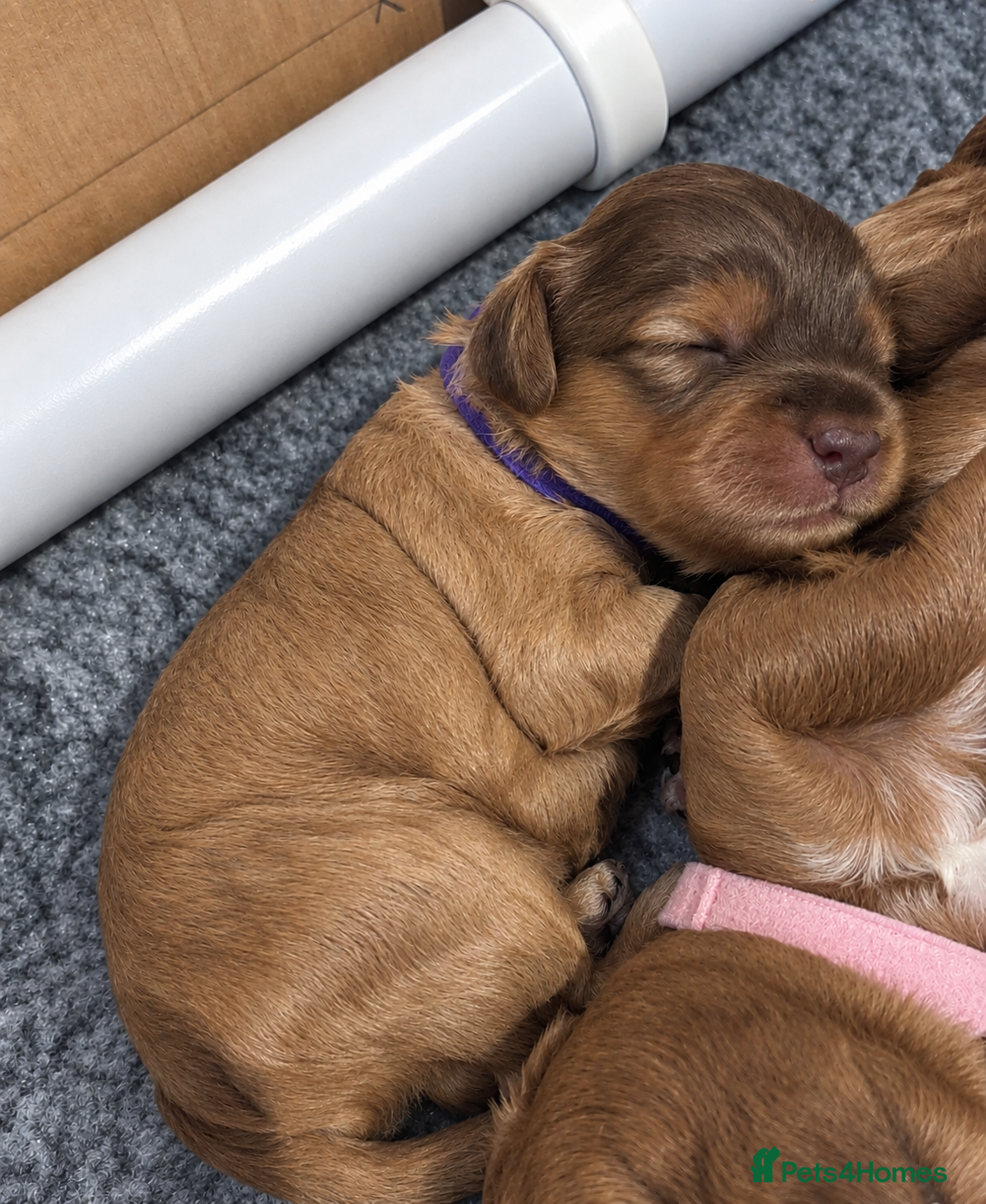 Cockapoo dogs 3 LEFT! Toy F2 Cockapoo Puppies - Poole, VIEW NOW - Advert 2