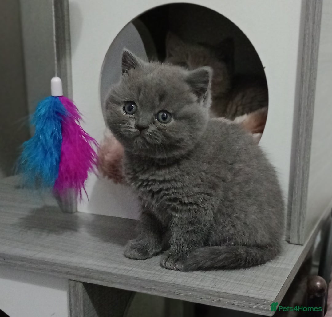 British Shorthair cats for sale: Gccf STUD, Blue Spotted,Blue, Lilac, Bi - Image 34
