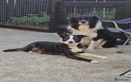 Border Collie dogs for sale: Adorable border collie puppies  - Image 10