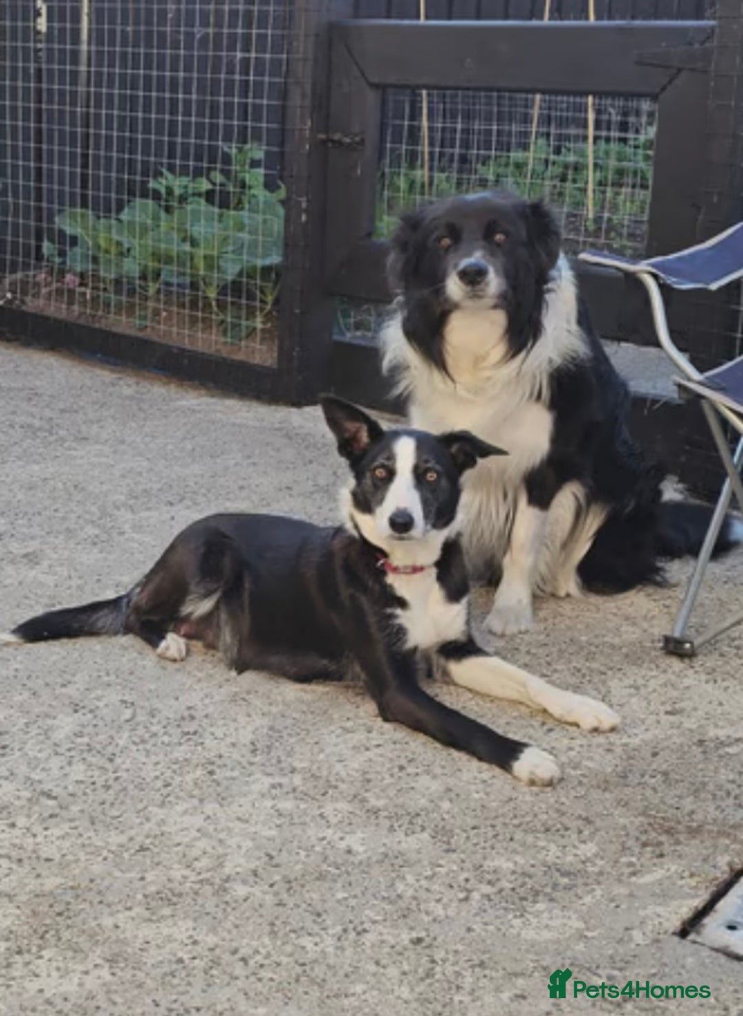 Border Collie dogs for sale: Adorable border collie puppies  - Image 10