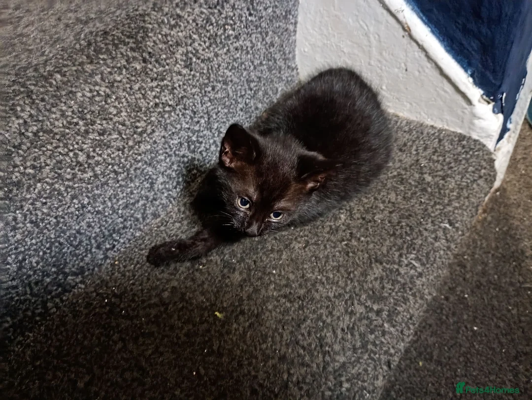 Mixed Breed cats for sale: Kitchen - Advert 2