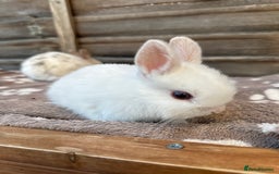 Netherland Dwarf rabbits for sale: Gorgeous Netherland dwarf bunnies  - Image 7