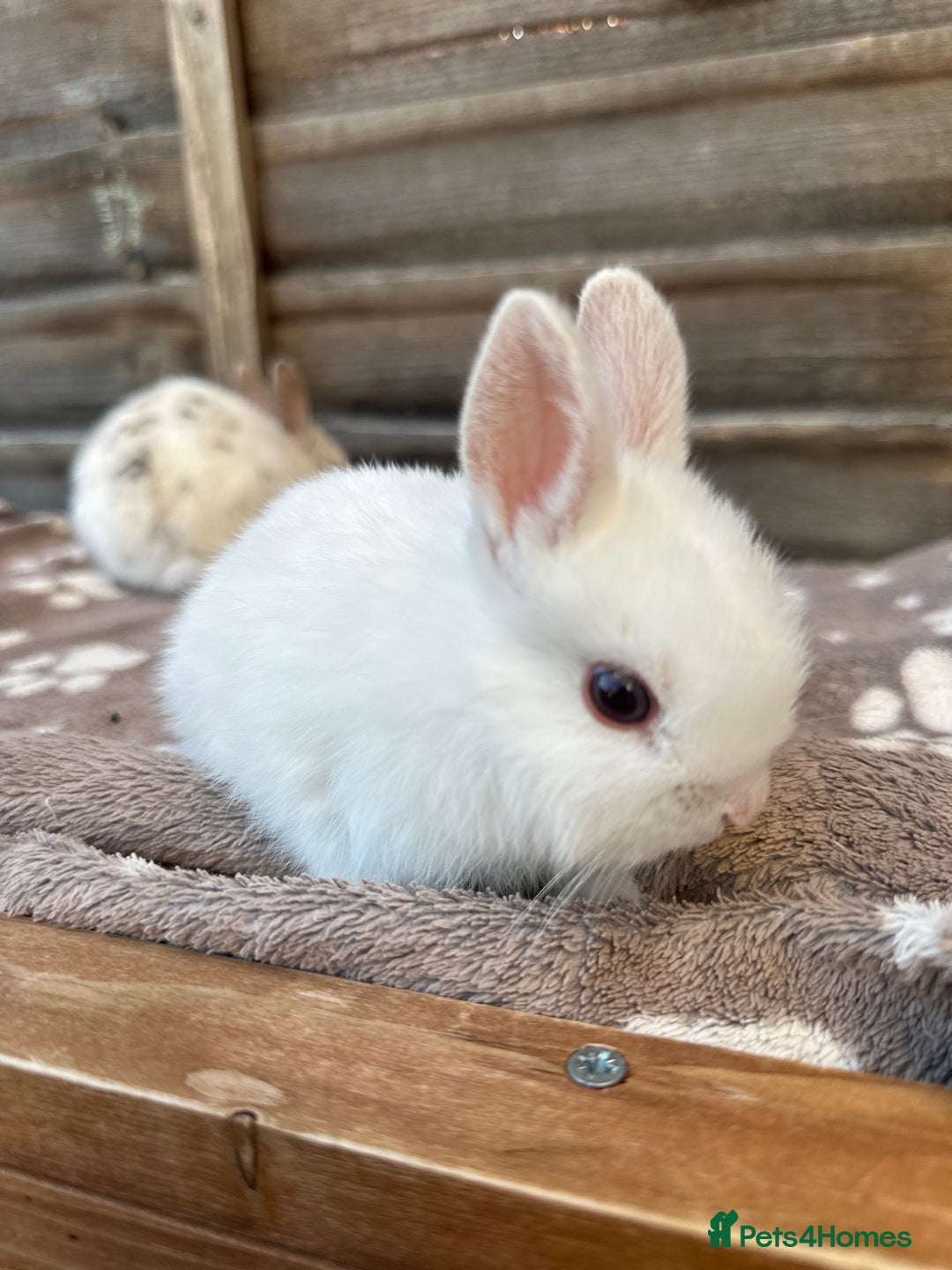Netherland Dwarf rabbits for sale: Gorgeous Netherland dwarf bunnies  - Image 7