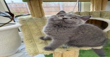 British Shorthair cats - Advert 5