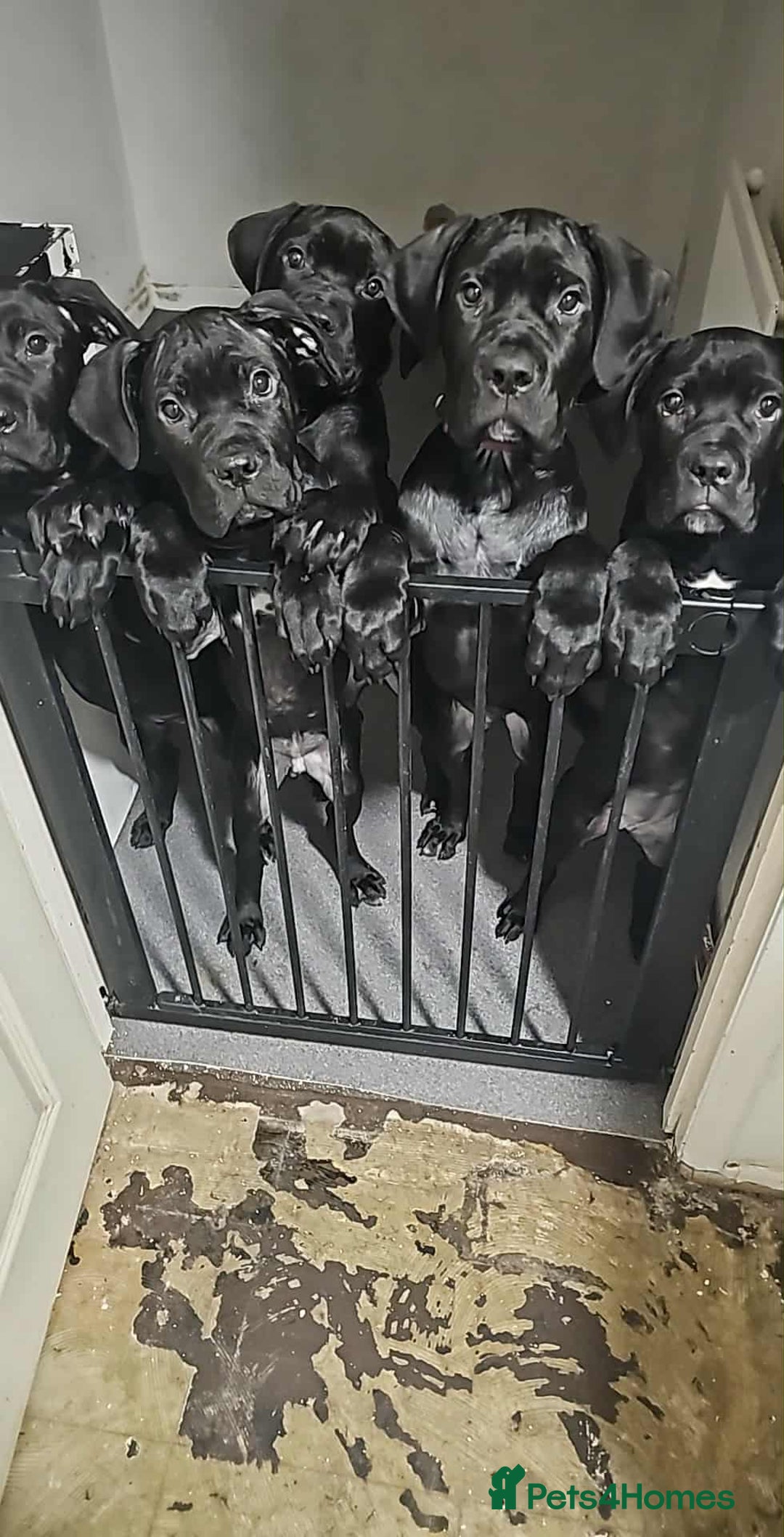 Cane Corso dogs for sale: Panther cane corso can leave today boy / girl  - Image 2