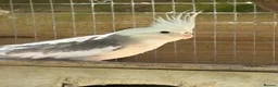 Cockatiels birds for sale: Cockatiels for sale in Stowmarket - Advert 3