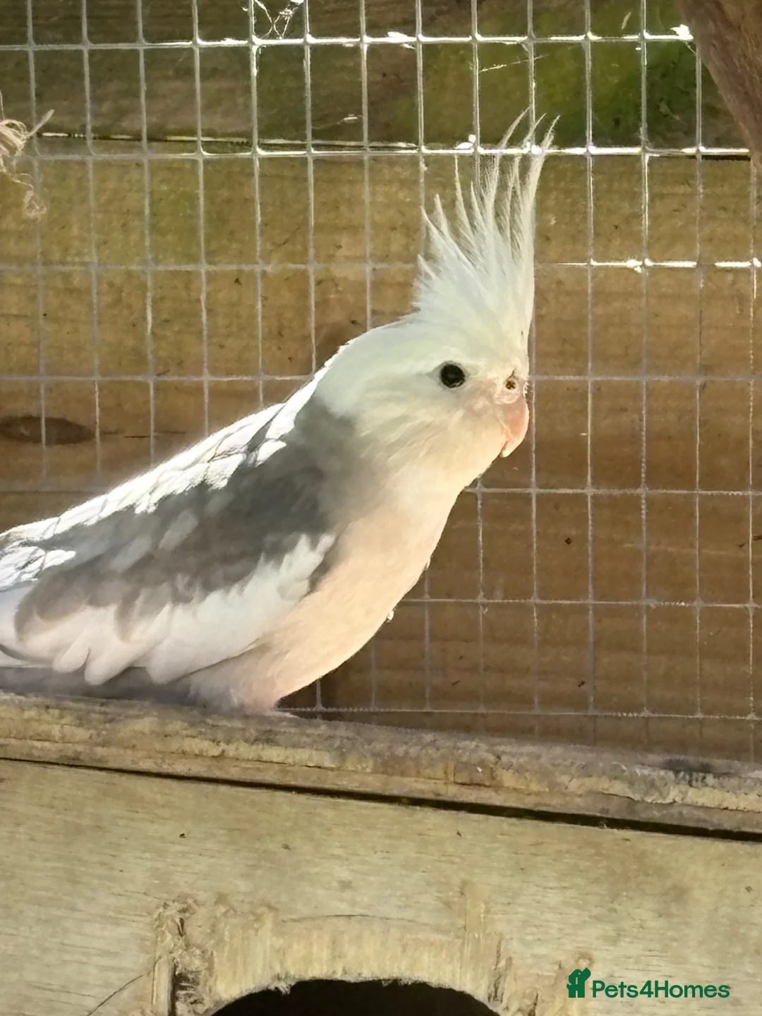 Cockatiels birds for sale: Cockatiels for sale in Stowmarket - Advert 3