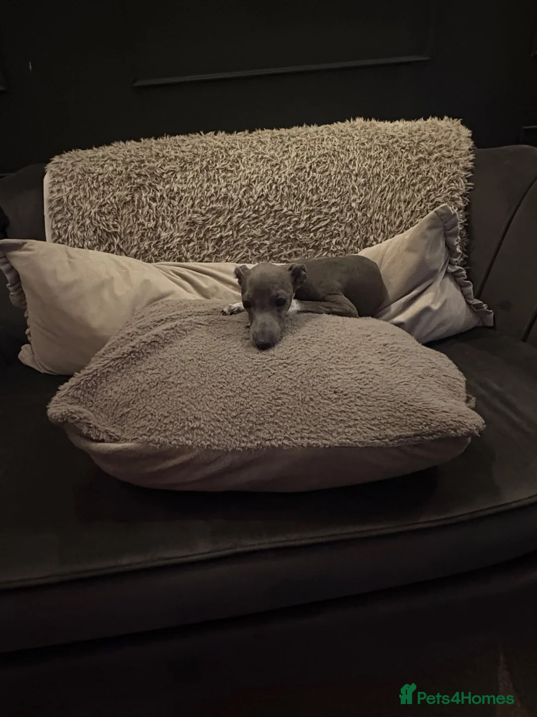 Italian Greyhound dogs for sale: Female Italian Greyhound - Advert 2