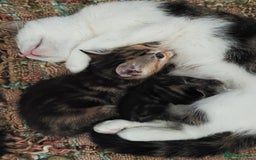Khao Manee cats for sale: Mixed price Khao Manee kittens  - Image 29