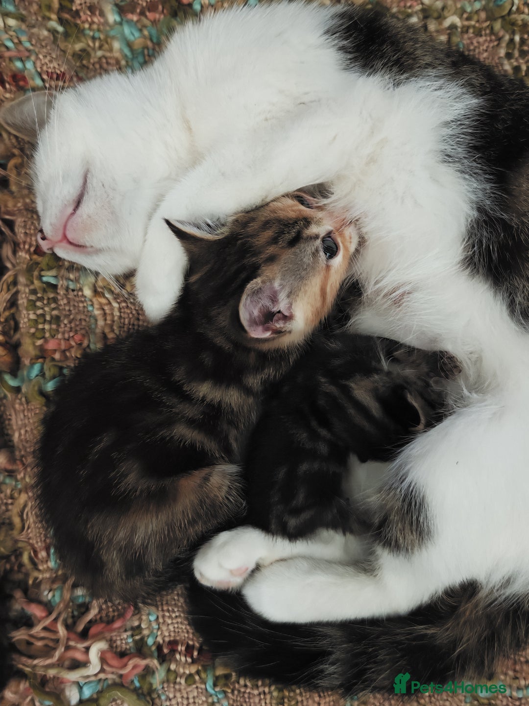 Khao Manee cats for sale: Mixed price Khao Manee kittens  - Image 29