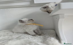 Ragdoll cats for sale: Irresistable Blue Mitted Ragdoll Kittens🙀😻🙀 - Image 31