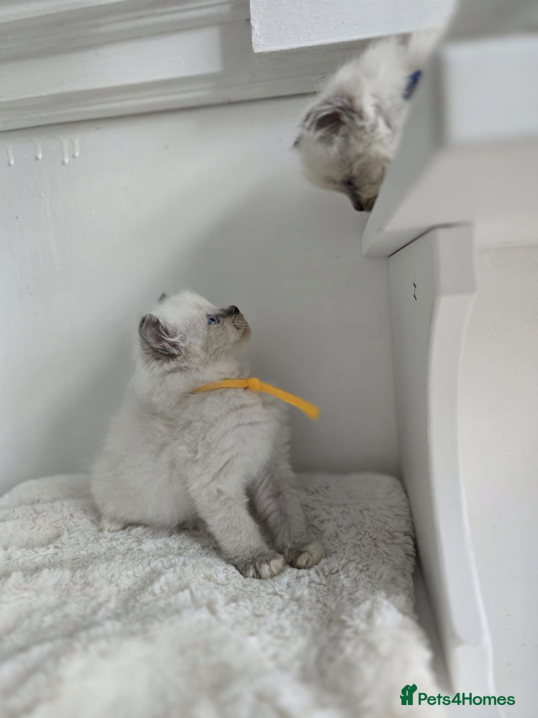 Ragdoll cats for sale: Irresistable Blue Mitted Ragdoll Kittens🙀😻🙀 - Image 31