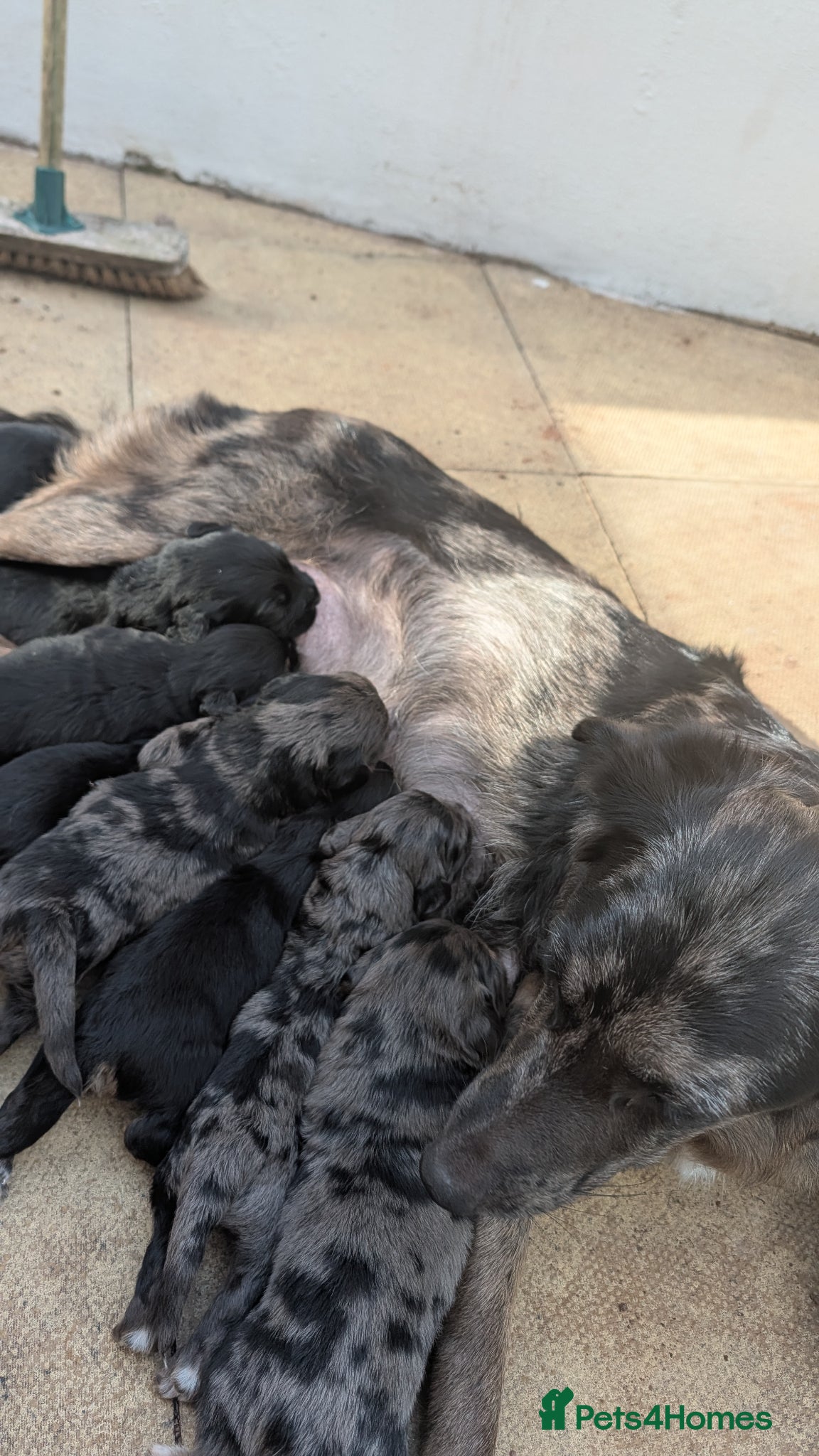 Mixed Breed dogs Merle Border Collie cross Golden Retriever puppies - Advert 16