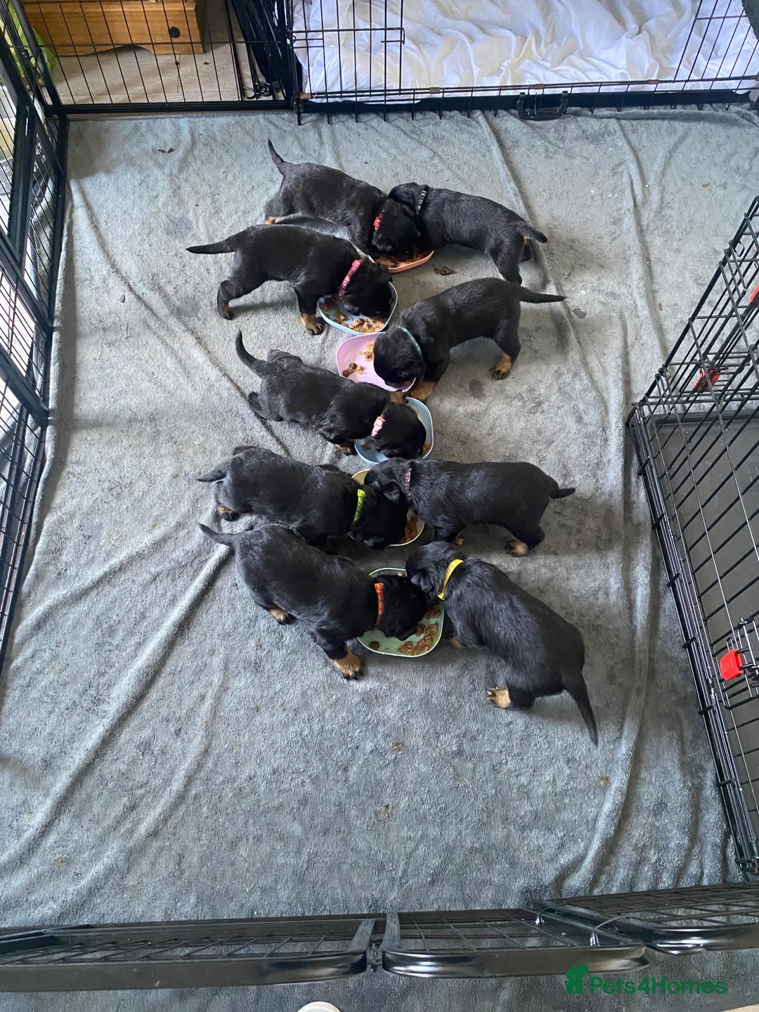 Rottweiler dogs for sale: Rottweiler puppy.  in Camborne - Advert 4
