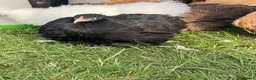 Chickens poultry for sale: Bantam chickens POL silkies pekins - Advert 6