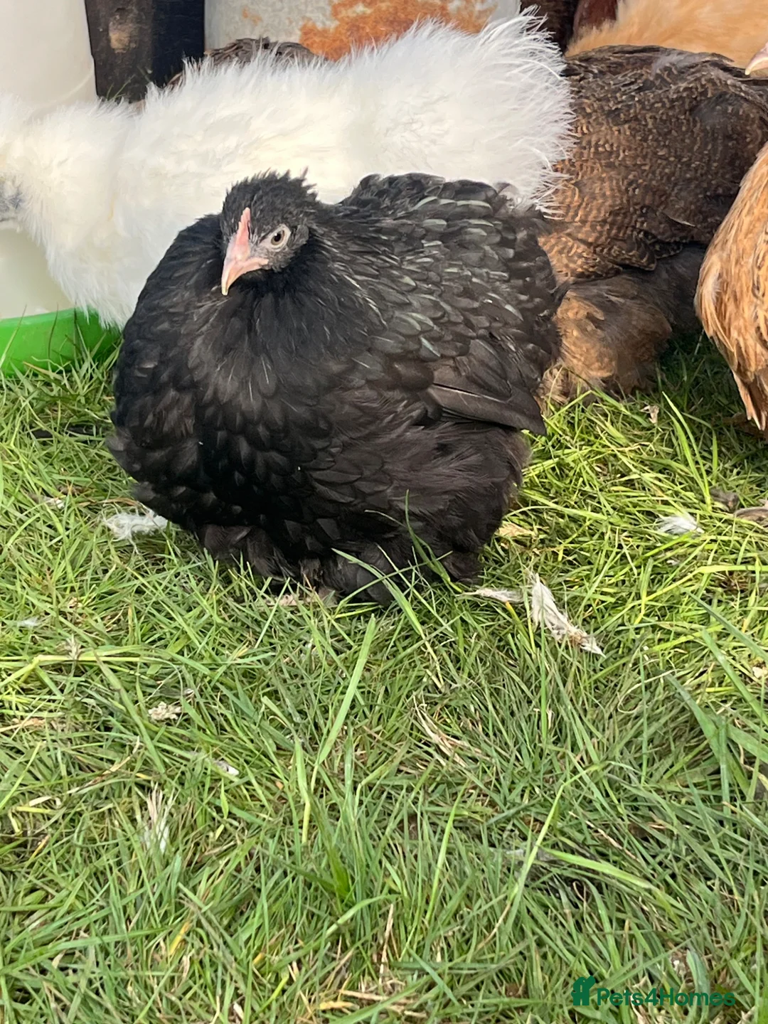 Chickens poultry for sale: Bantam chickens POL silkies pekins - Advert 6