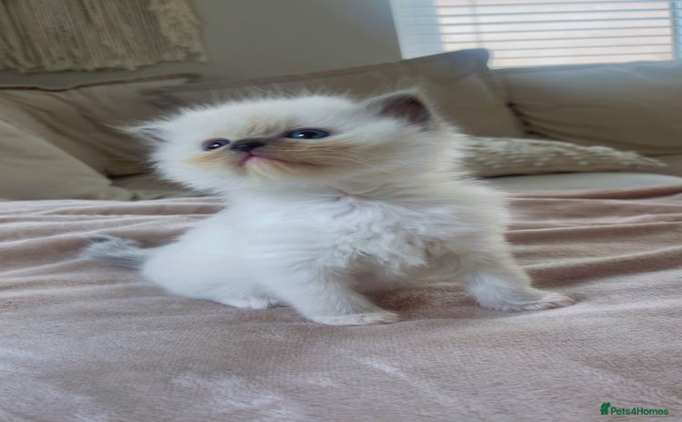 Ragdoll cats - Advert 9