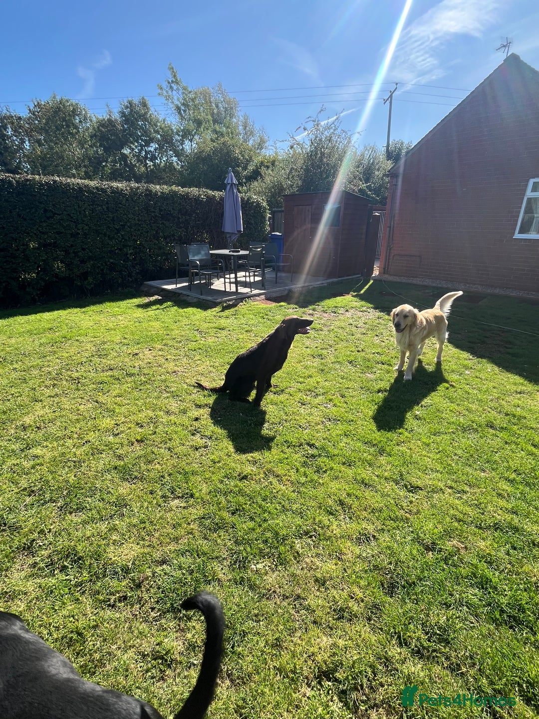 Flat coated Retriever dogs for sale: 16 months old , liver bitch  - Advert 1
