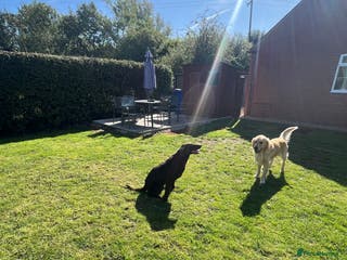 Flat coated Retriever dogs 16 months old , liver bitch - Advert 1