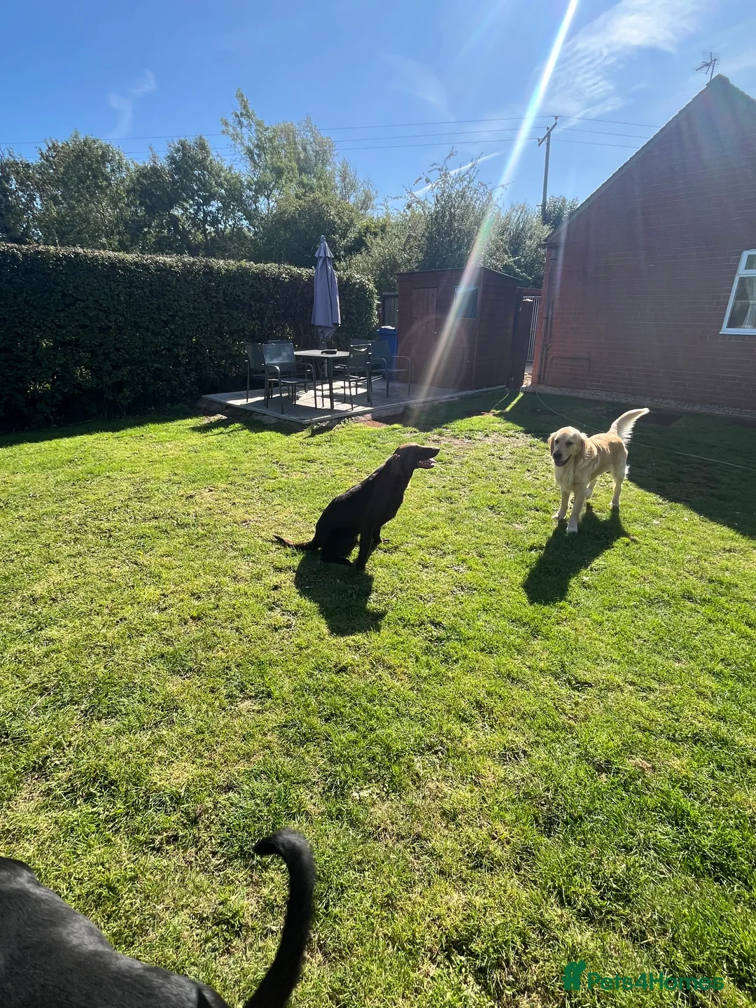 Flat coated Retriever dogs for sale: 16 months old , liver bitch  - Advert 1