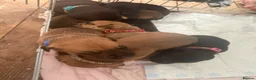 Mixed Breed dogs for sale: Cane corso cross pups for sale  in Airdrie - Advert 34