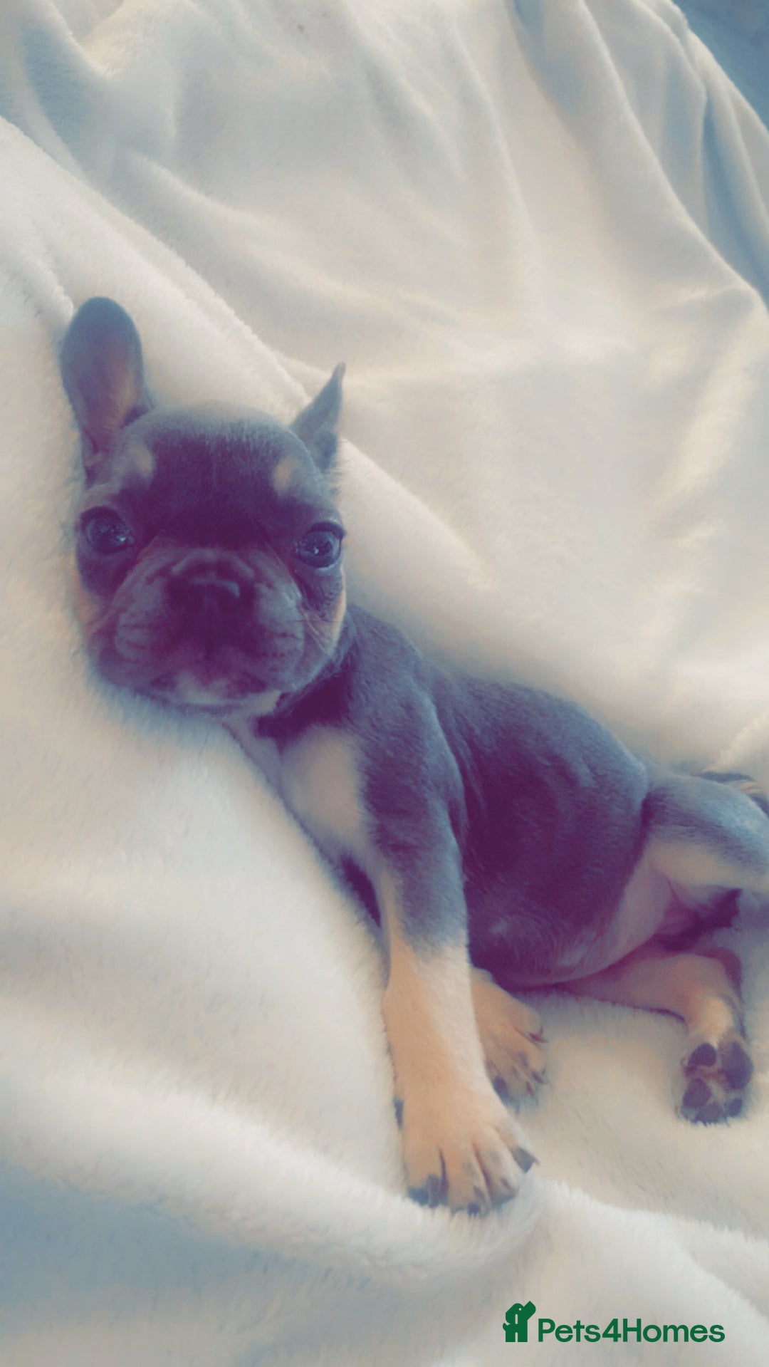 French Bulldog dogs for sale: French bulldog puppy - Image 1