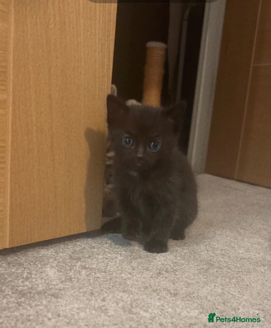Mixed Breed cats for sale: 4 gorgeous kittens  - Advert 7