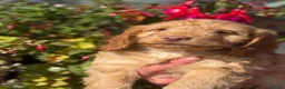 Cockapoo dogs for sale: Ready Now F1 Cockapoos - Advert 14