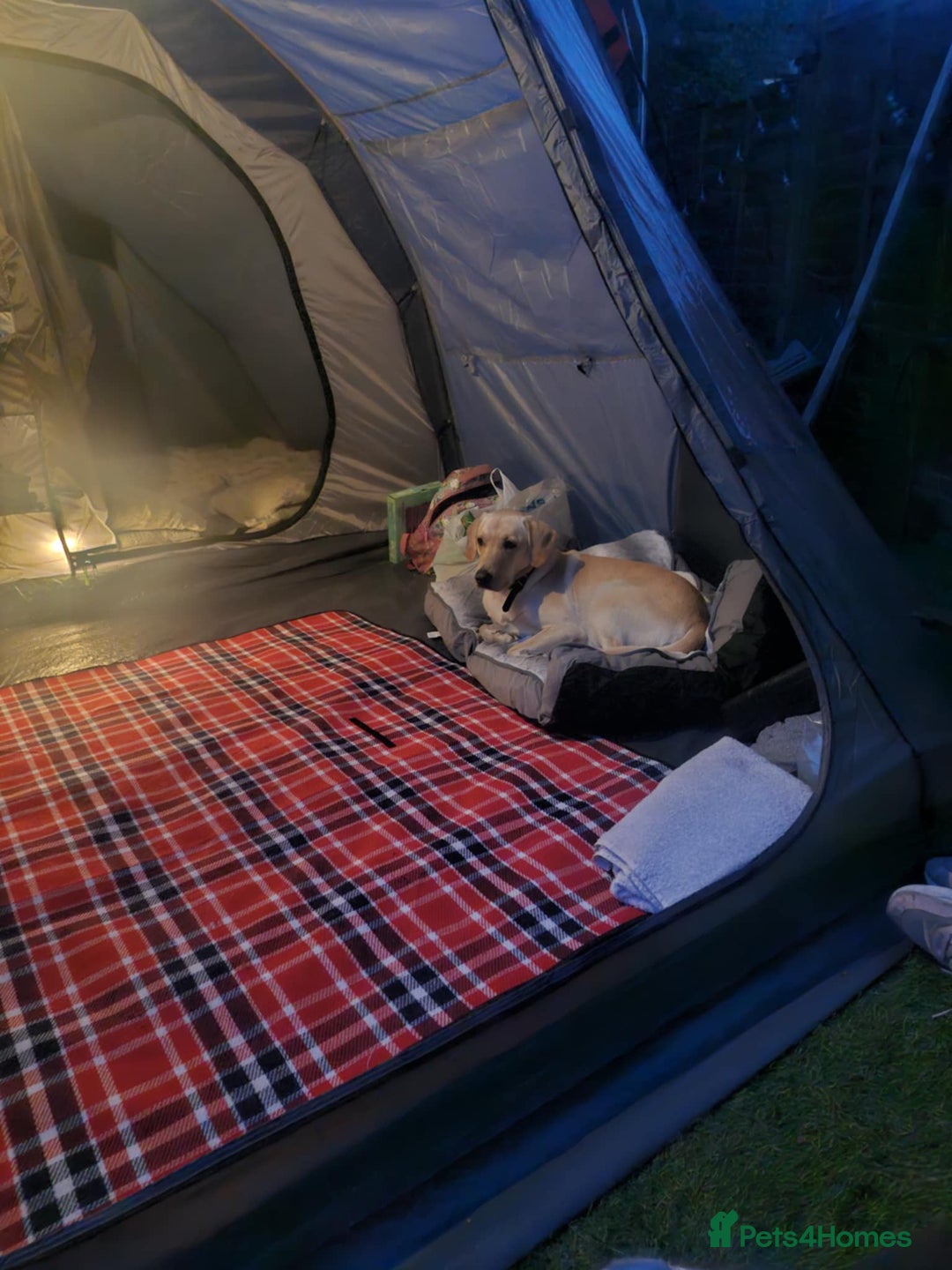 Labrador Retriever dogs for sale: Male labrador  - Advert 1