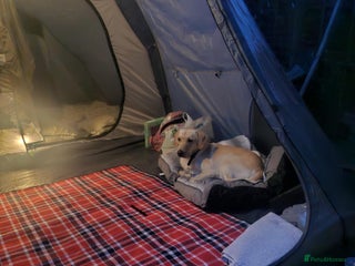 Labrador Retriever dogs Male labrador - Advert 1