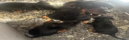 Jackshund dogs for sale: Mini dachshund cross jack puppies  - Advert 6