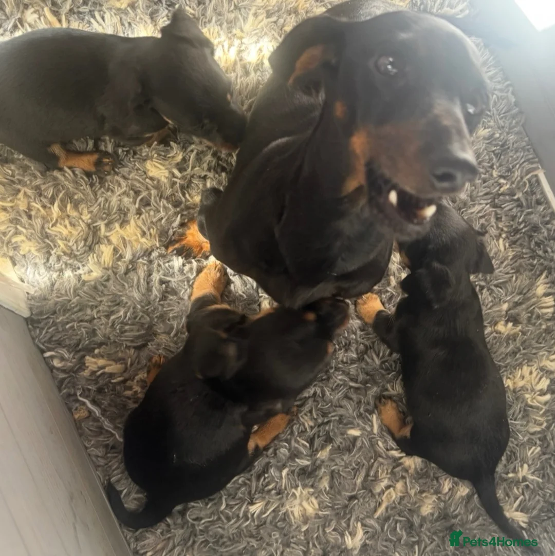 Jackshund dogs for sale: Mini dachshund cross jack puppies  - Advert 6