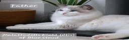 Ragdoll cats for sale: Show quality kittens ready 22nd - Advert 15