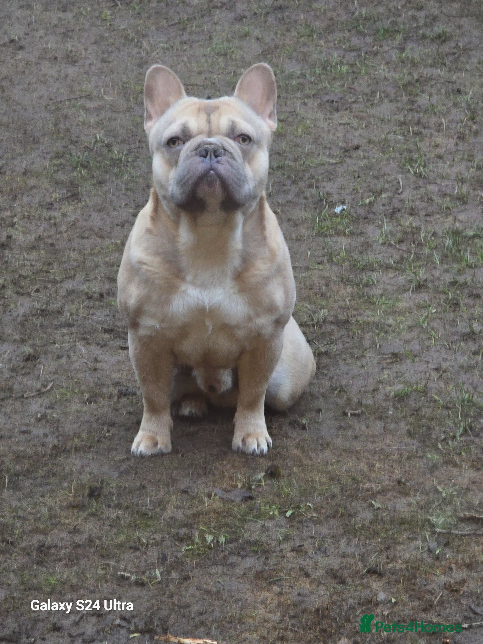Mixed Breed dogs Franch bulldog male - Advert 2