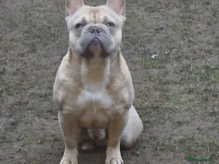 Mixed Breed dogs Franch bulldog male - Advert 2