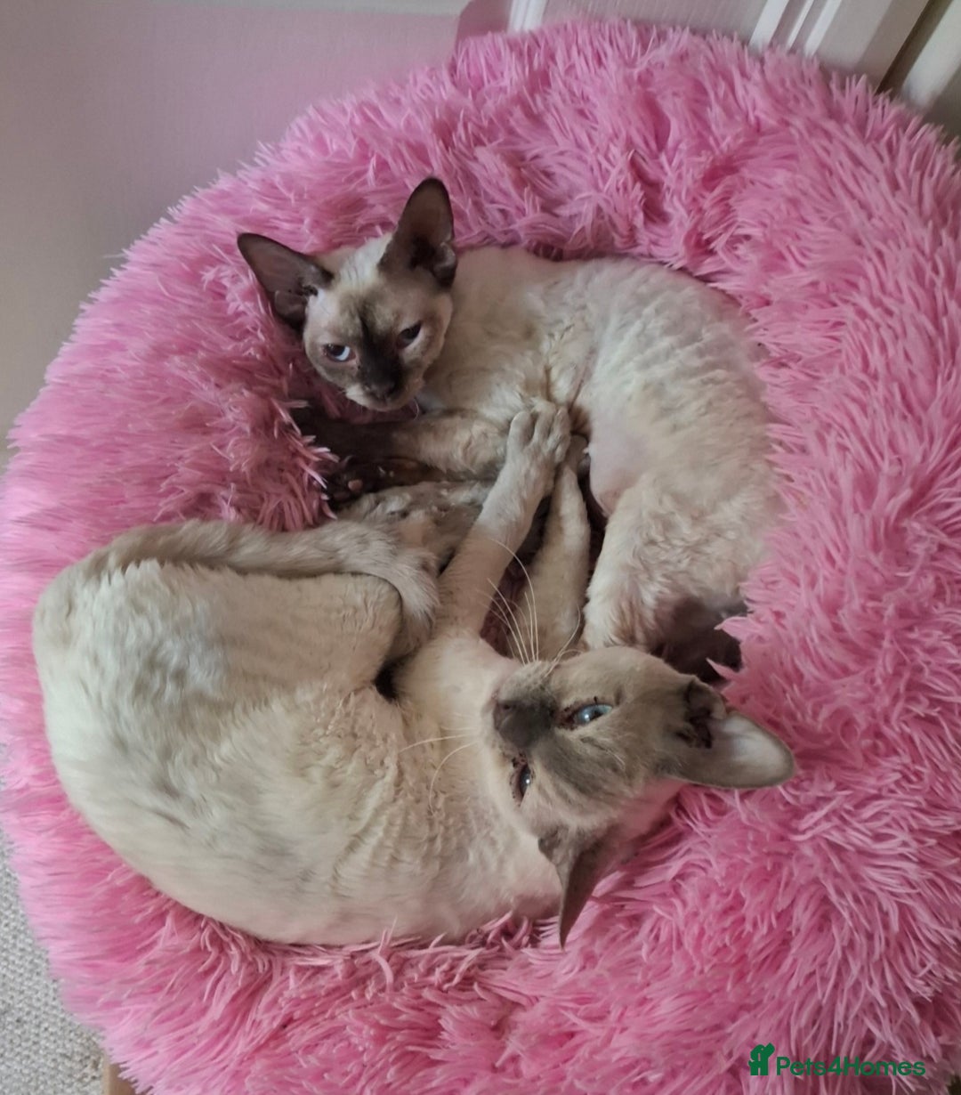 Devon Rex cats for sale: Devon Rex adults  - Advert 1