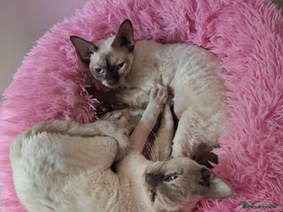 Devon Rex cats Devon Rex adults - Advert 1