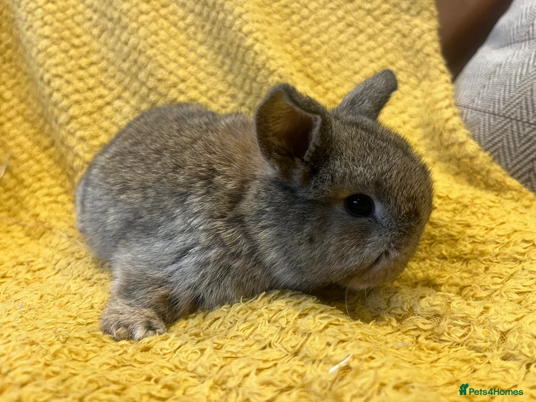 Mini Lop rabbits for sale: Mini lops  and mini double maned lionheads  - Advert 25