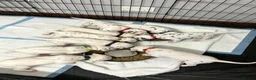 Dalmatian dogs for sale: Dalmation Puppies - Advert 2