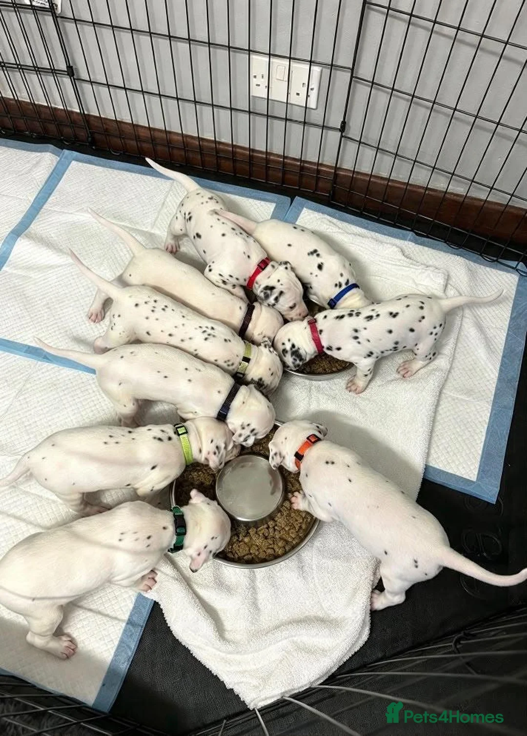 Dalmatian dogs for sale: Dalmation Puppies - Advert 2