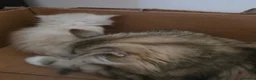Siberian cats for sale: Pure gorgeous Siberian Kittens  - Advert 13