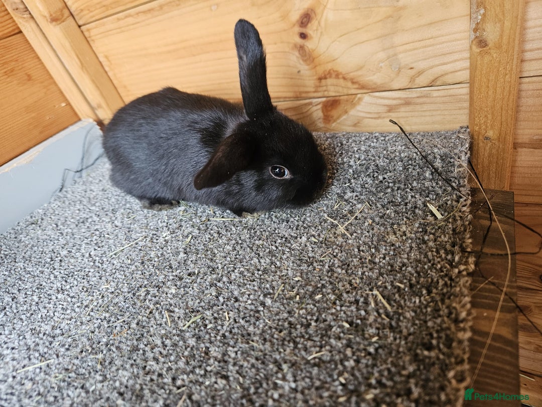 Mini Lop rabbits for sale: 6 baby bunnys  - Image 3