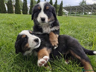 Bernese Mountain Dog dogs in Bradford - Advert 12