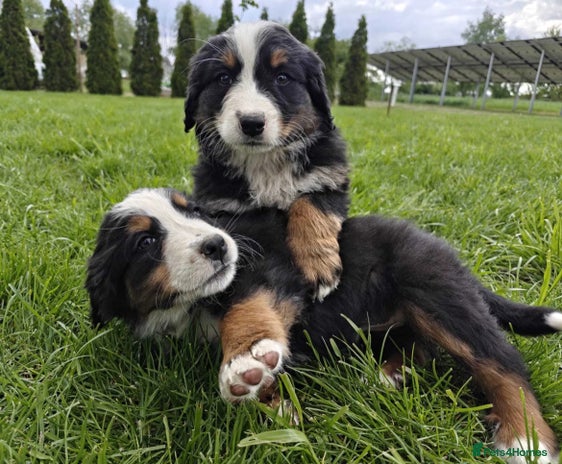 Bernese Mountain Dog dogs in Bradford - Advert 9